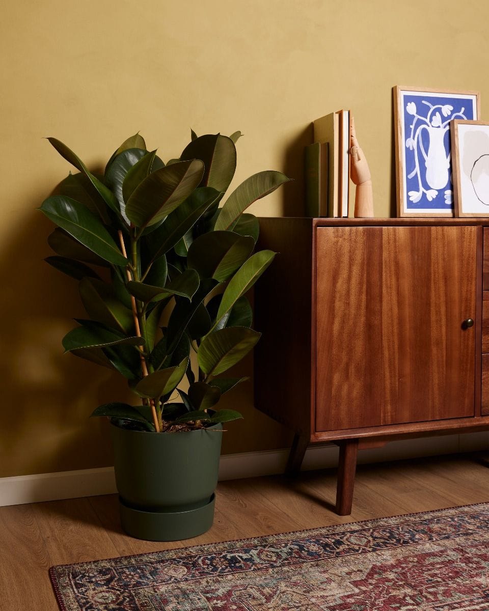 Ficus Rubber tree plant Elastica Robusta