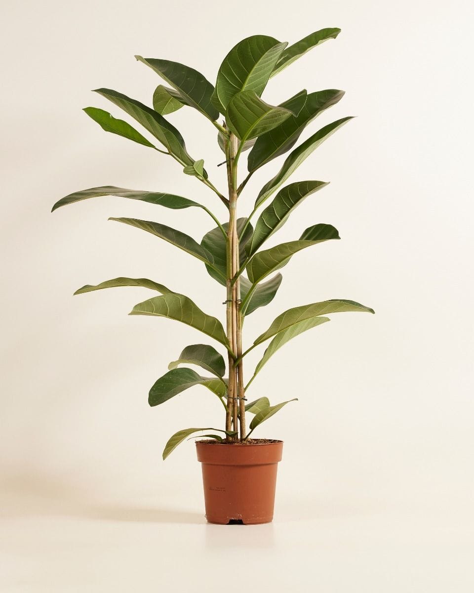 Ficus Banyan fig Roy
