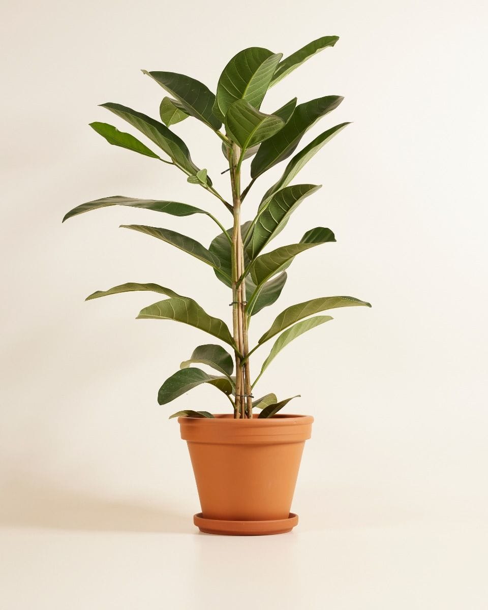 Ficus Banyan fig Roy