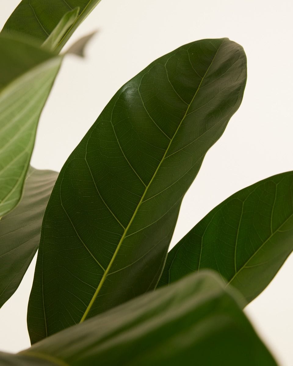 Ficus Banyan fig Roy