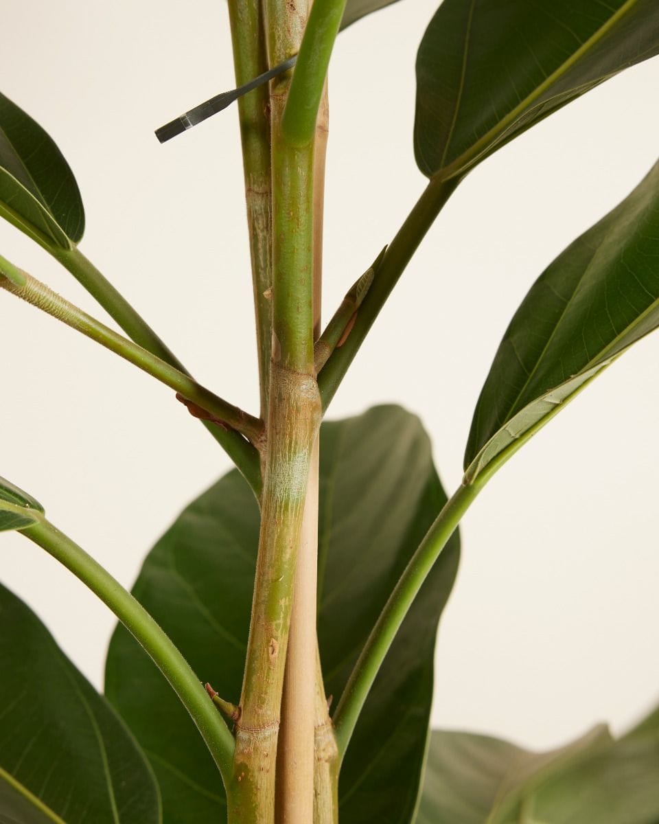 Ficus Banyan fig Roy
