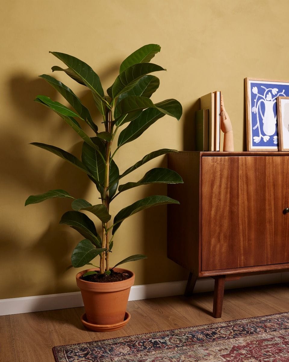 Ficus Banyan fig Roy