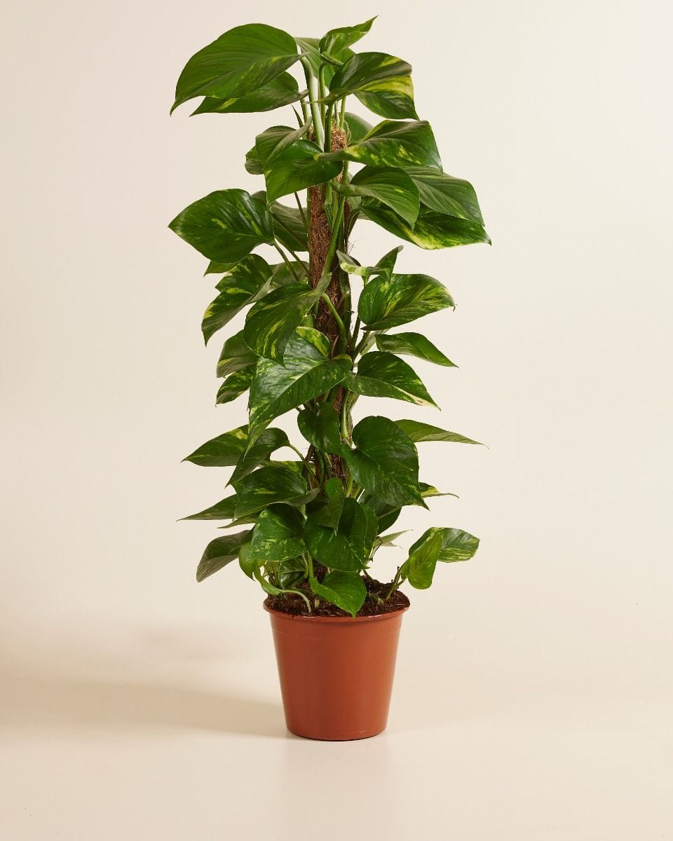 Epipremnum Pothos Scindapsus
