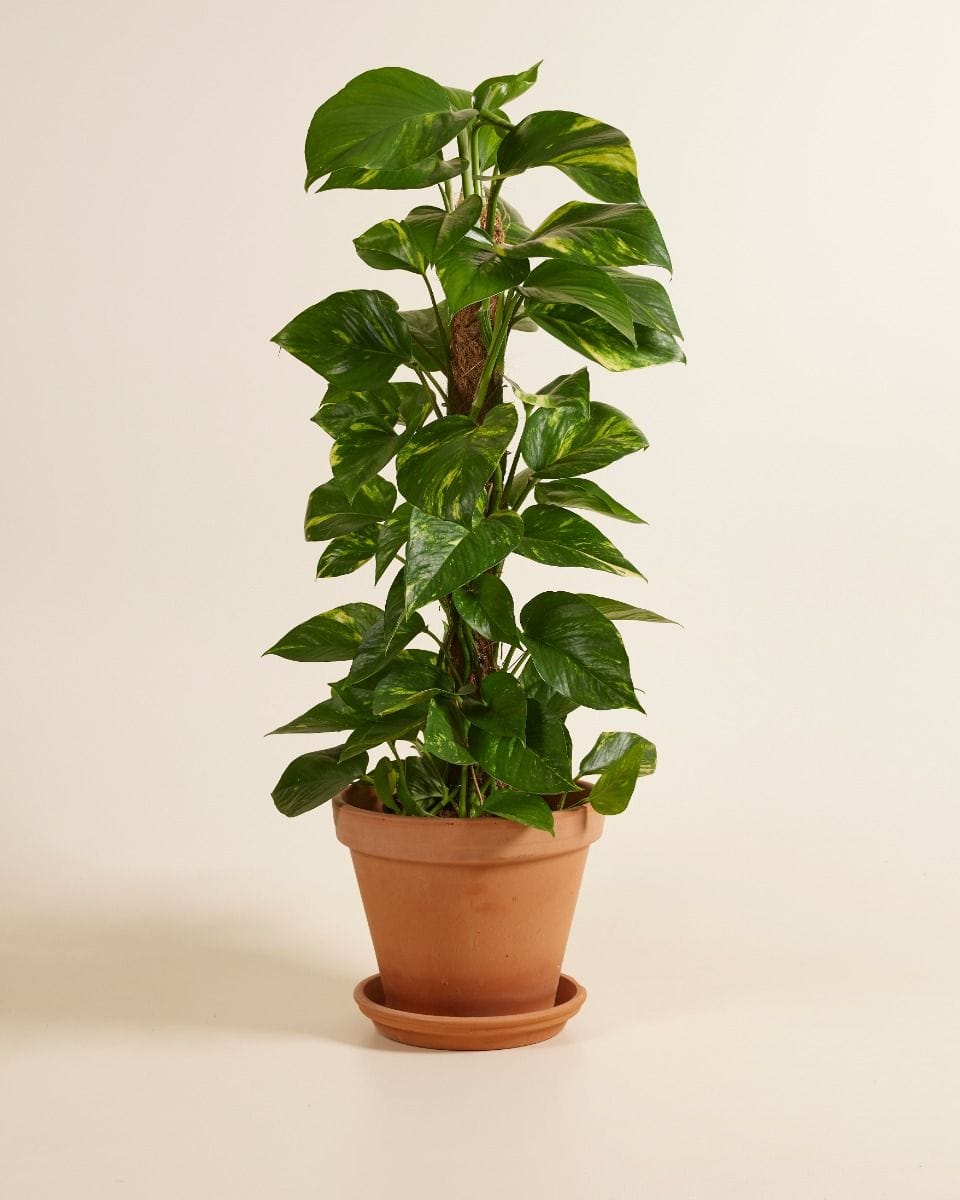 Epipremnum Pothos Scindapsus