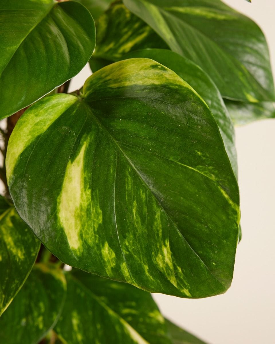 Epipremnum Pothos Scindapsus
