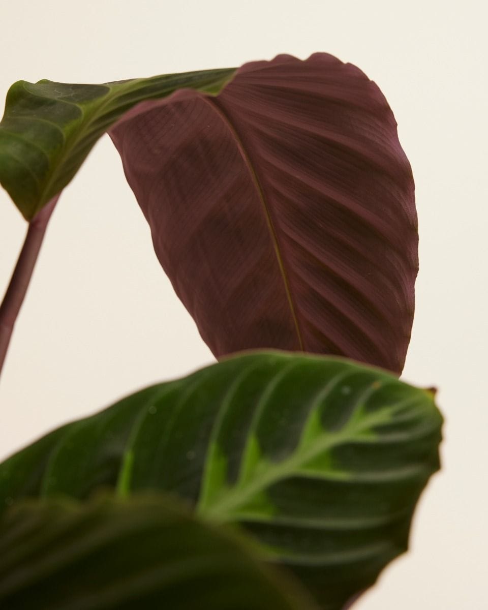 Calathea Prayer plant Warscewiczii