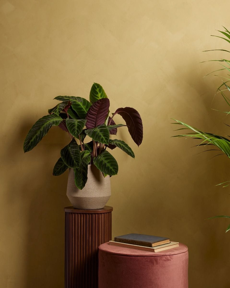 Calathea Prayer plant Warscewiczii