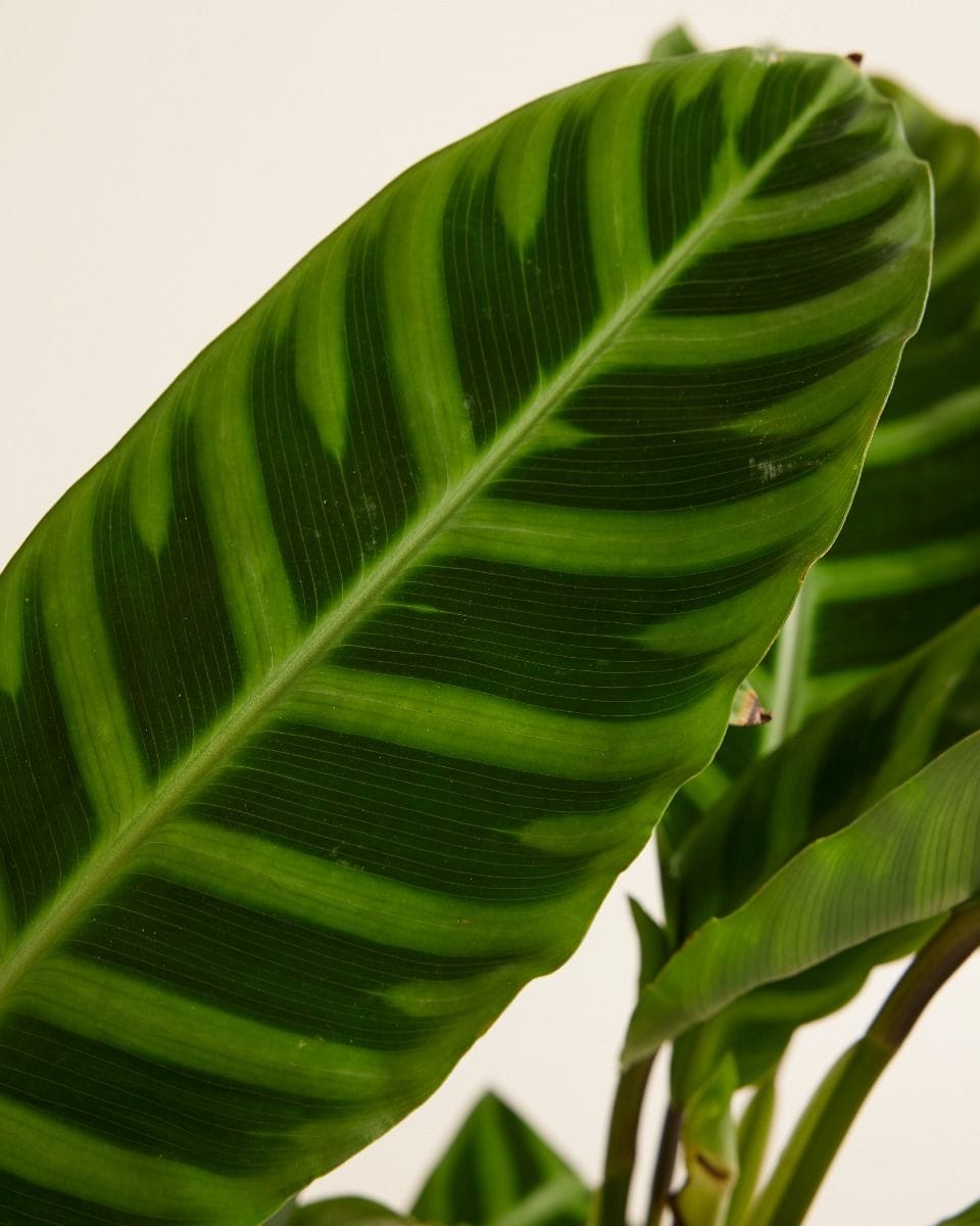 Calathea Prayer plant Zebrina
