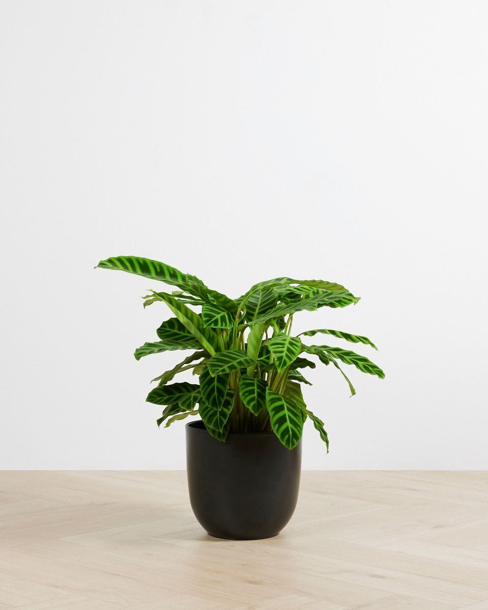 Calathea Zebrina