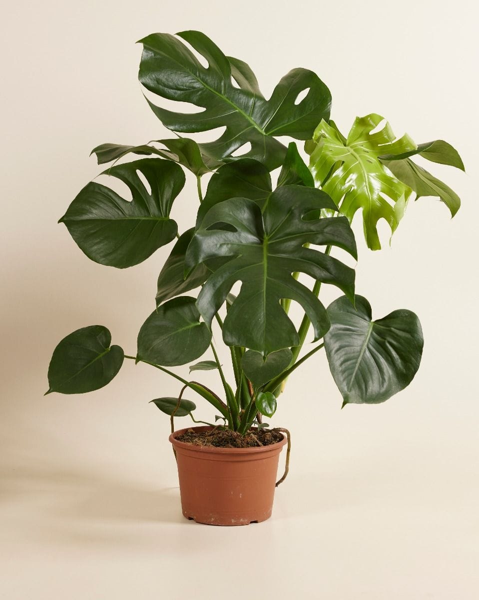 Monstera Deliciosa Swiss Cheese Plant