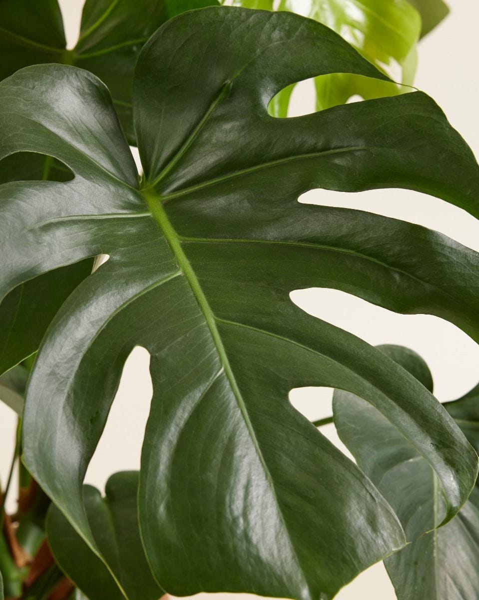 Monstera Deliciosa Swiss Cheese Plant