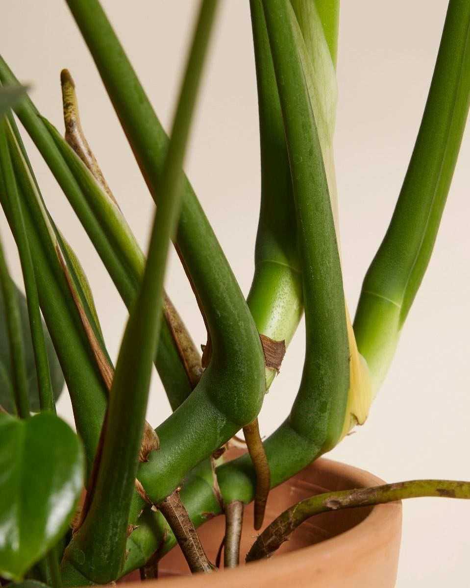Monstera Deliciosa Swiss Cheese Plant