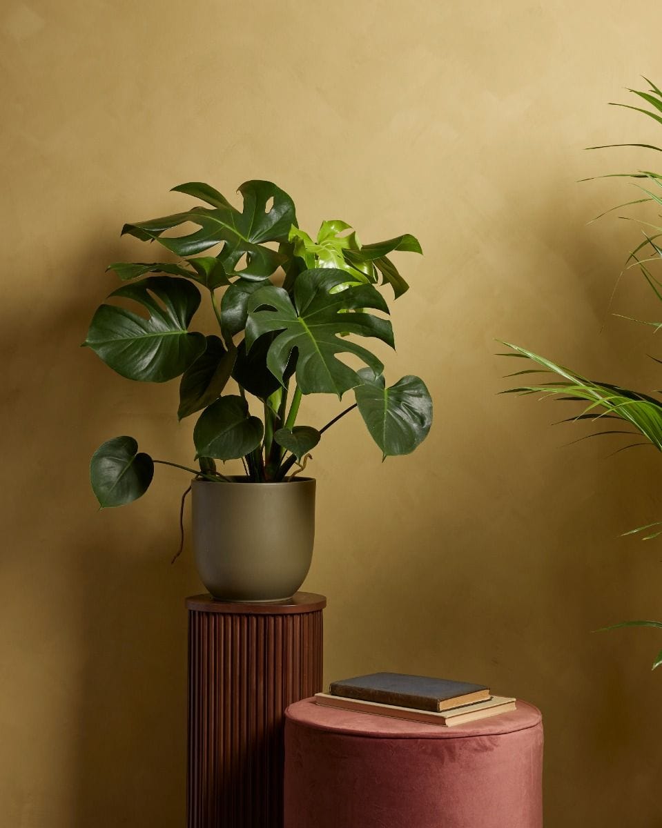 Monstera Deliciosa Swiss Cheese Plant