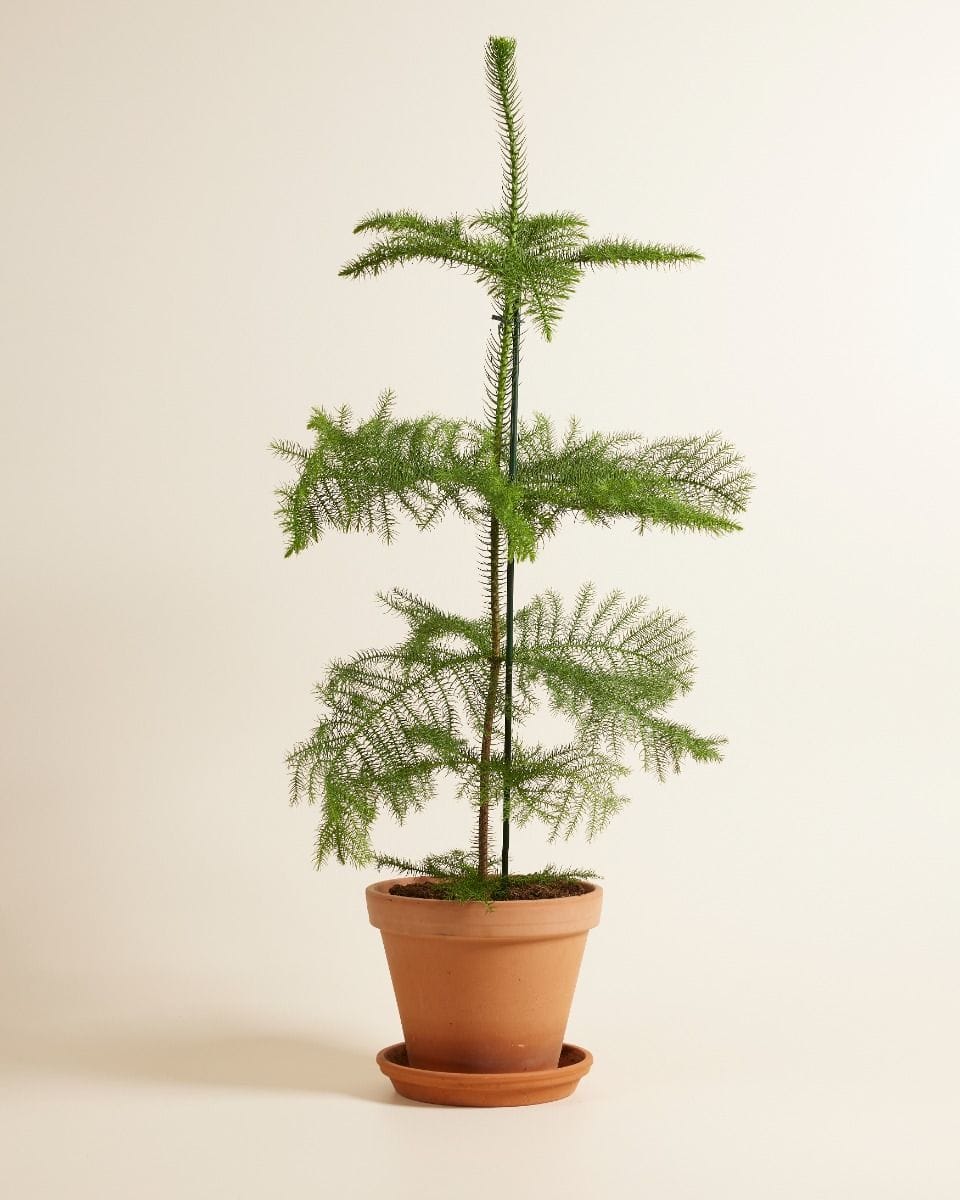 Araucaria Norfolk Island Pine Heterophylla