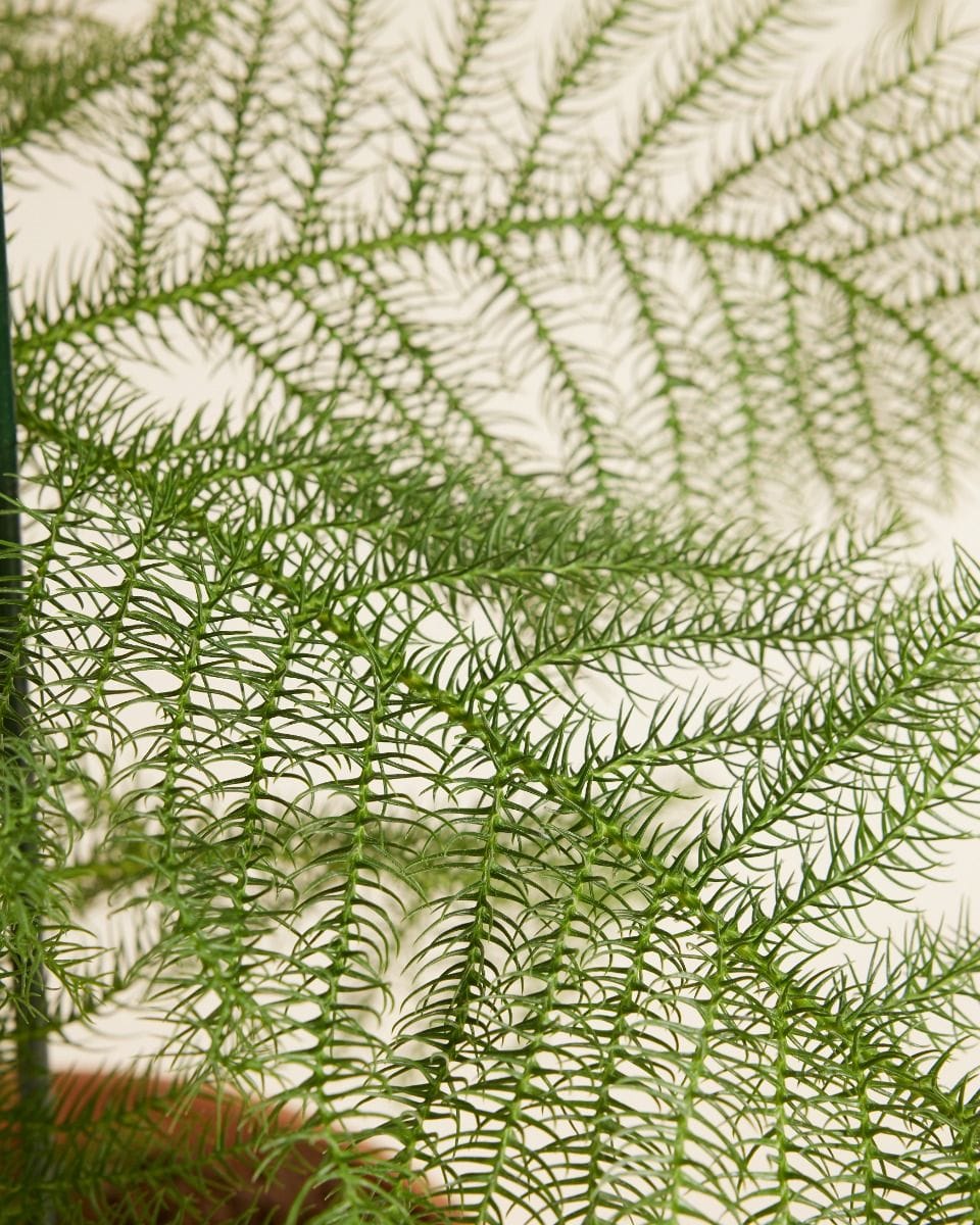 Araucaria Norfolk Island Pine Heterophylla