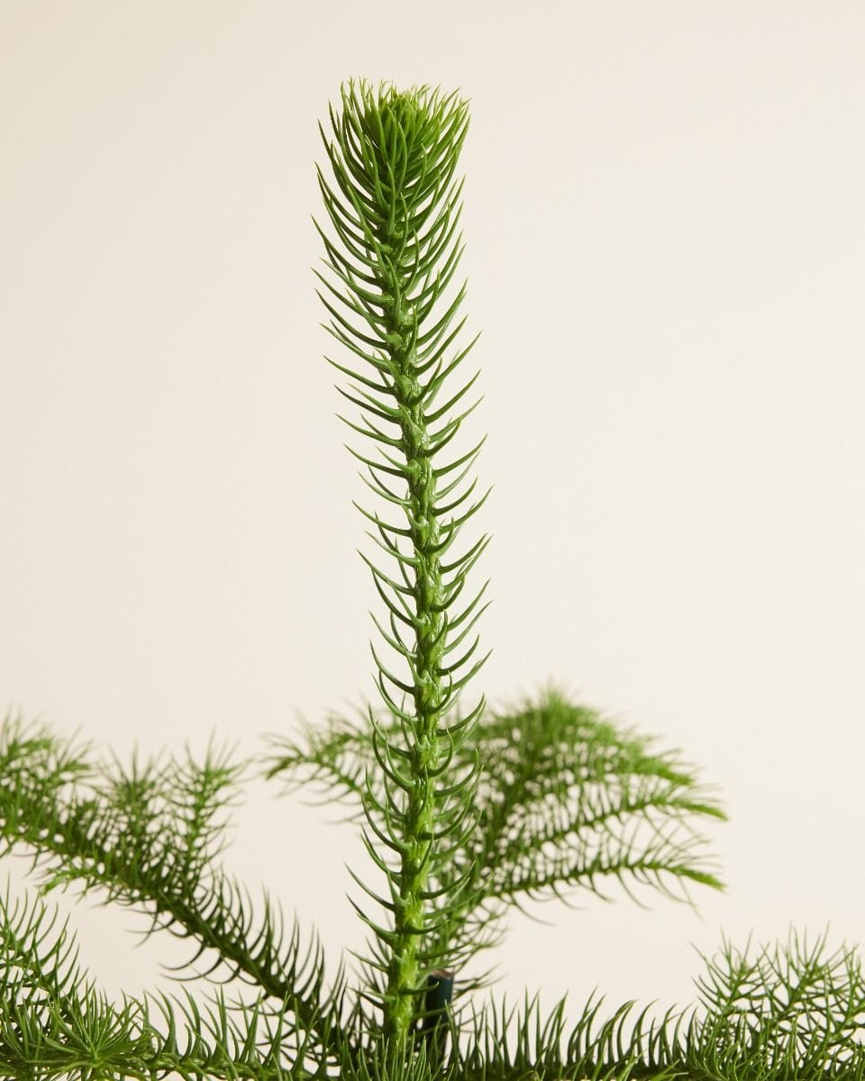 Araucaria Norfolk Island Pine Heterophylla