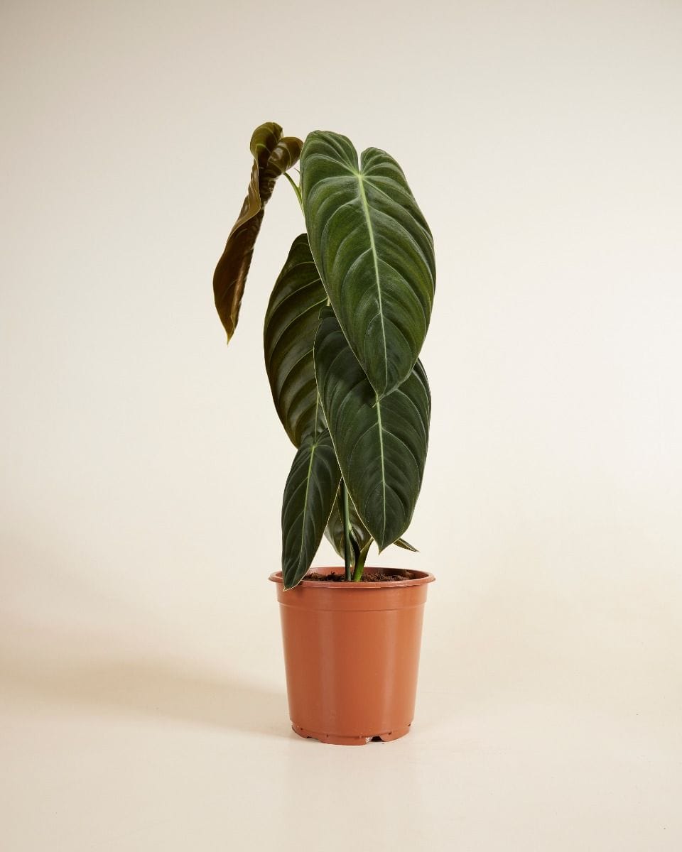 Philodendron Melanochrysum