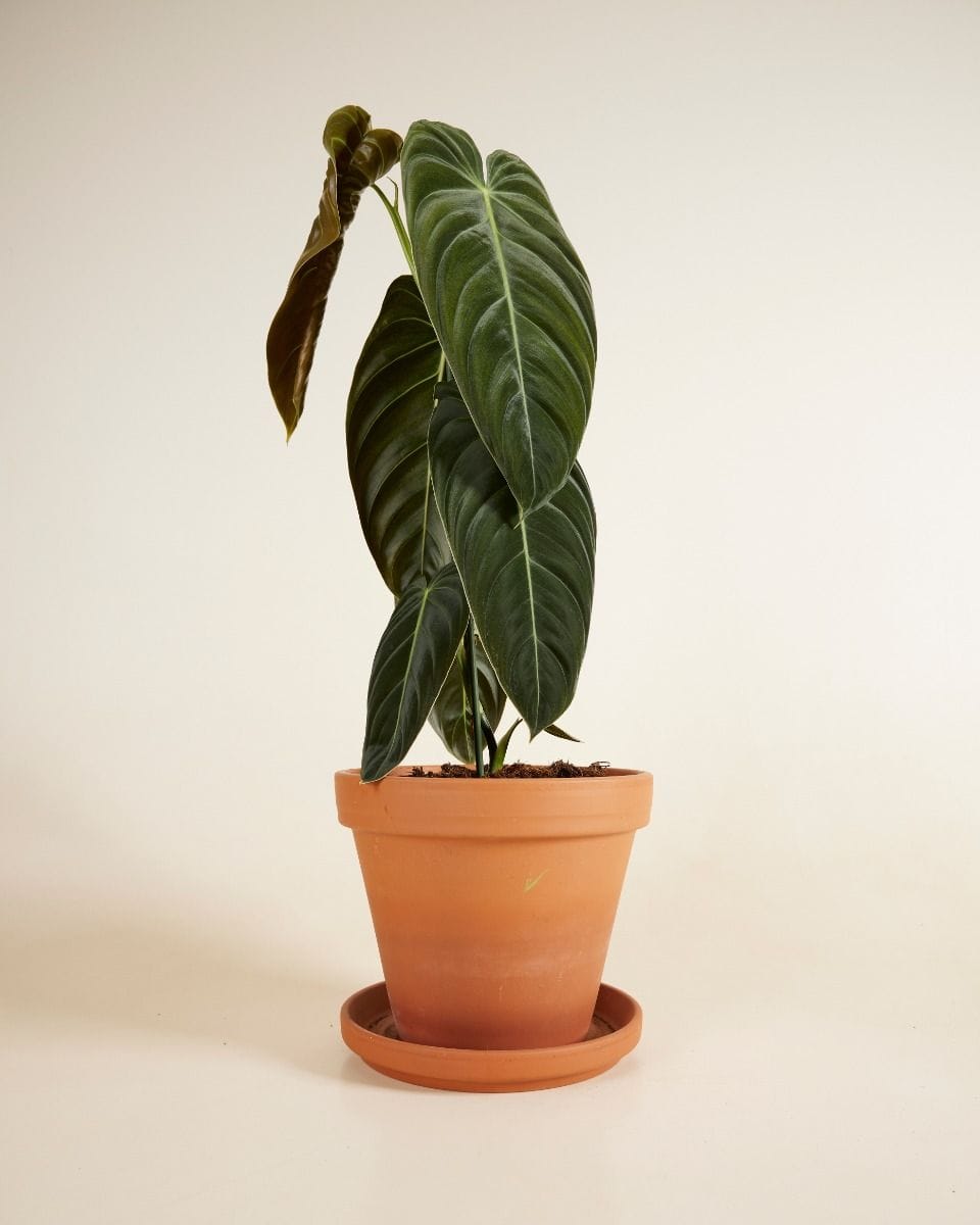 Philodendron Melanochrysum