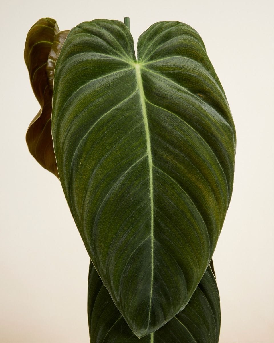 Philodendron Melanochrysum