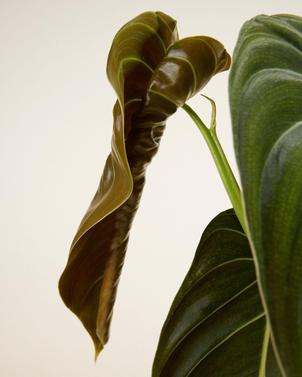 Philodendron Melanochrysum