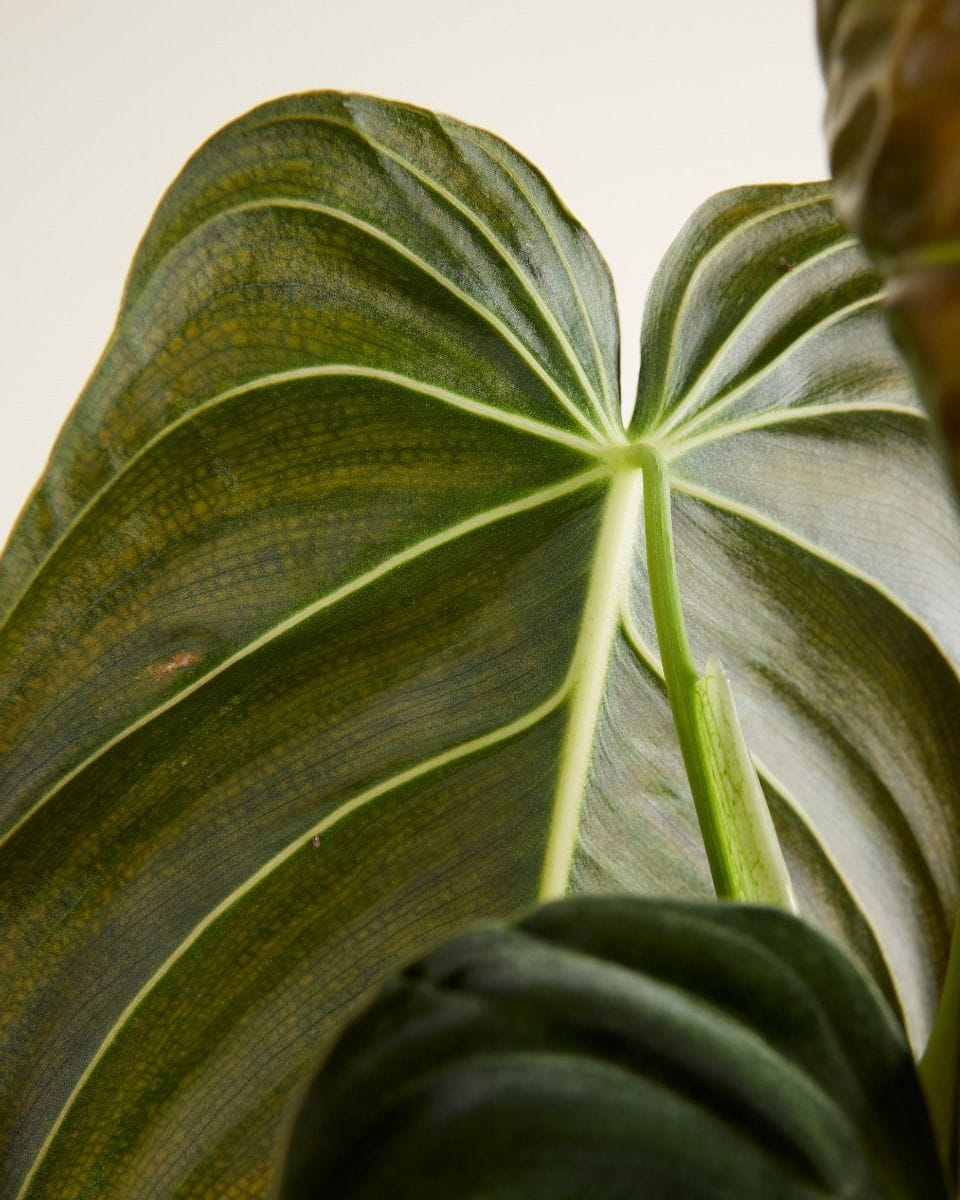 Philodendron Melanochrysum