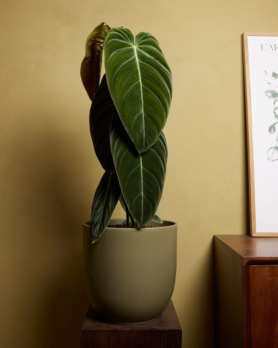 Philodendron Melanochrysum