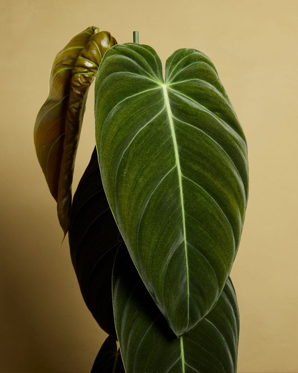 Philodendron Melanochrysum