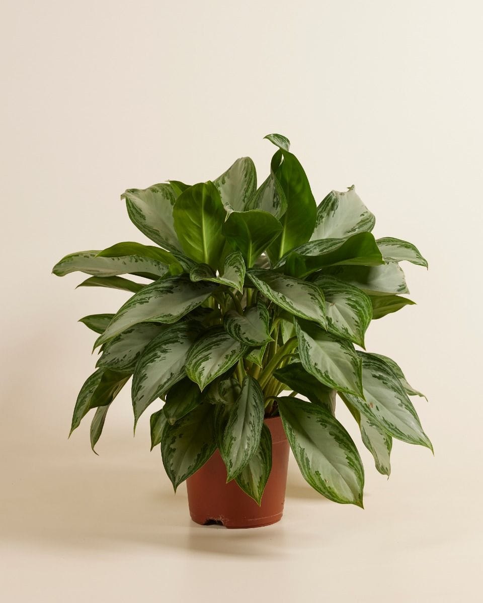 Aglaonema Chinese Evergreen Silver Bay