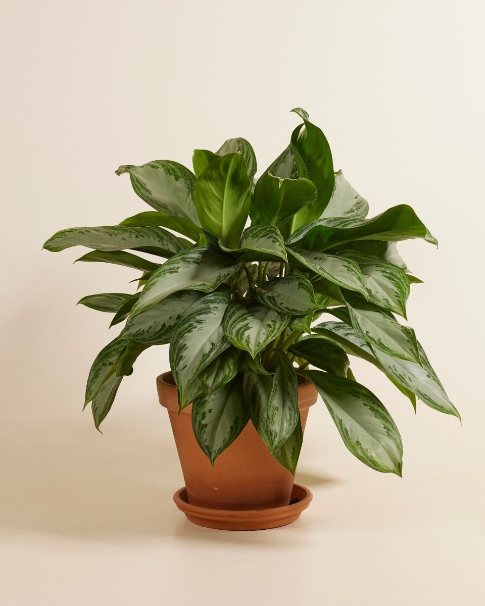 Aglaonema Chinese Evergreen Silver Bay