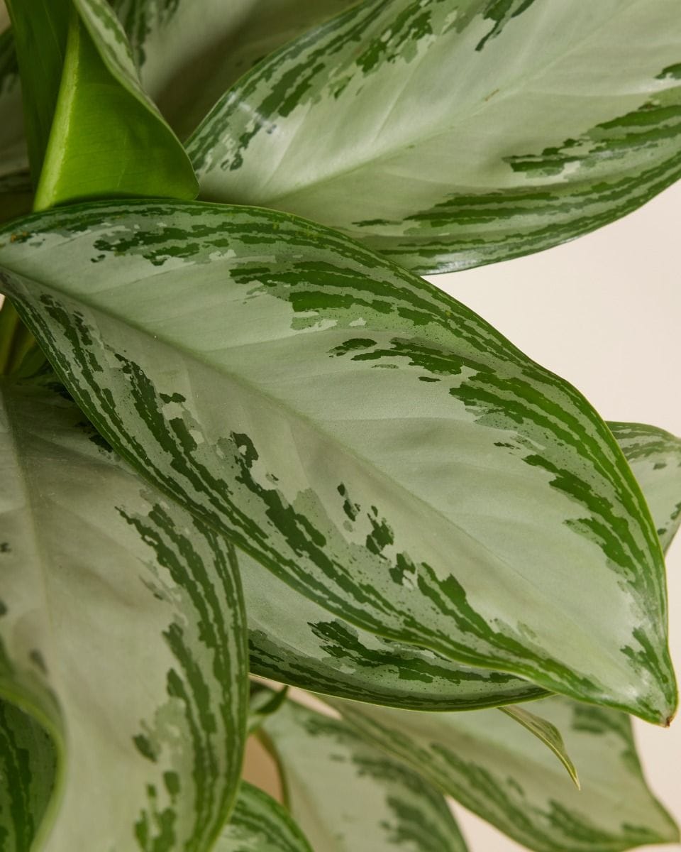 Aglaonema Chinese Evergreen Silver Bay