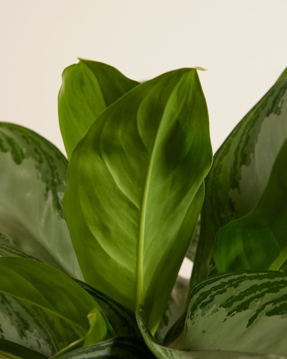 Aglaonema Chinese Evergreen Silver Bay