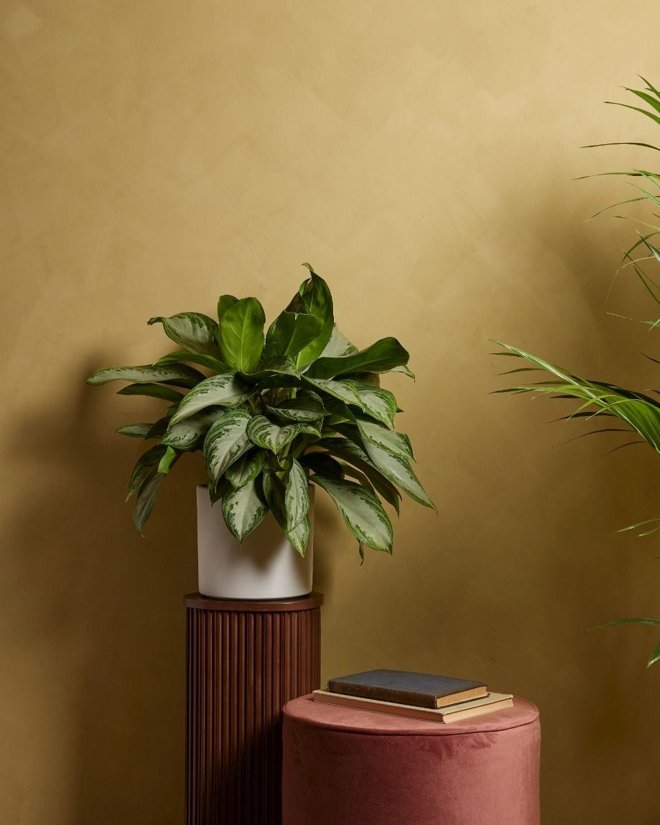 Aglaonema Chinese Evergreen Silver Bay