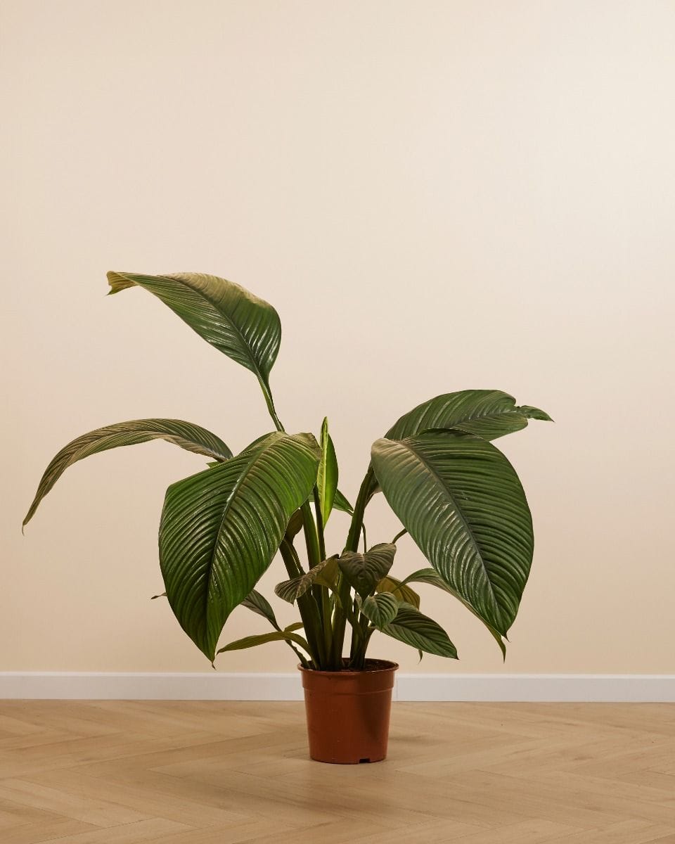 Spathiphyllum Peace lily Sensation