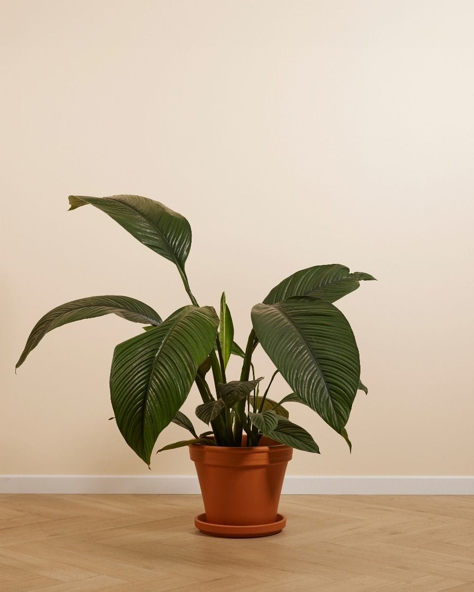 Spathiphyllum Peace lily Sensation