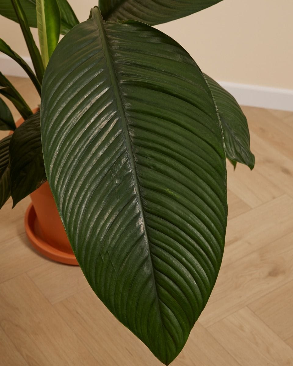 Spathiphyllum Peace lily Sensation