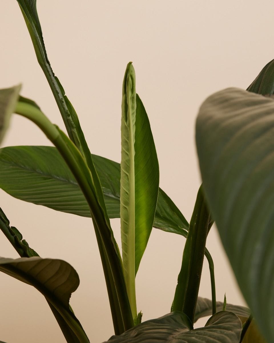Spathiphyllum Peace lily Sensation
