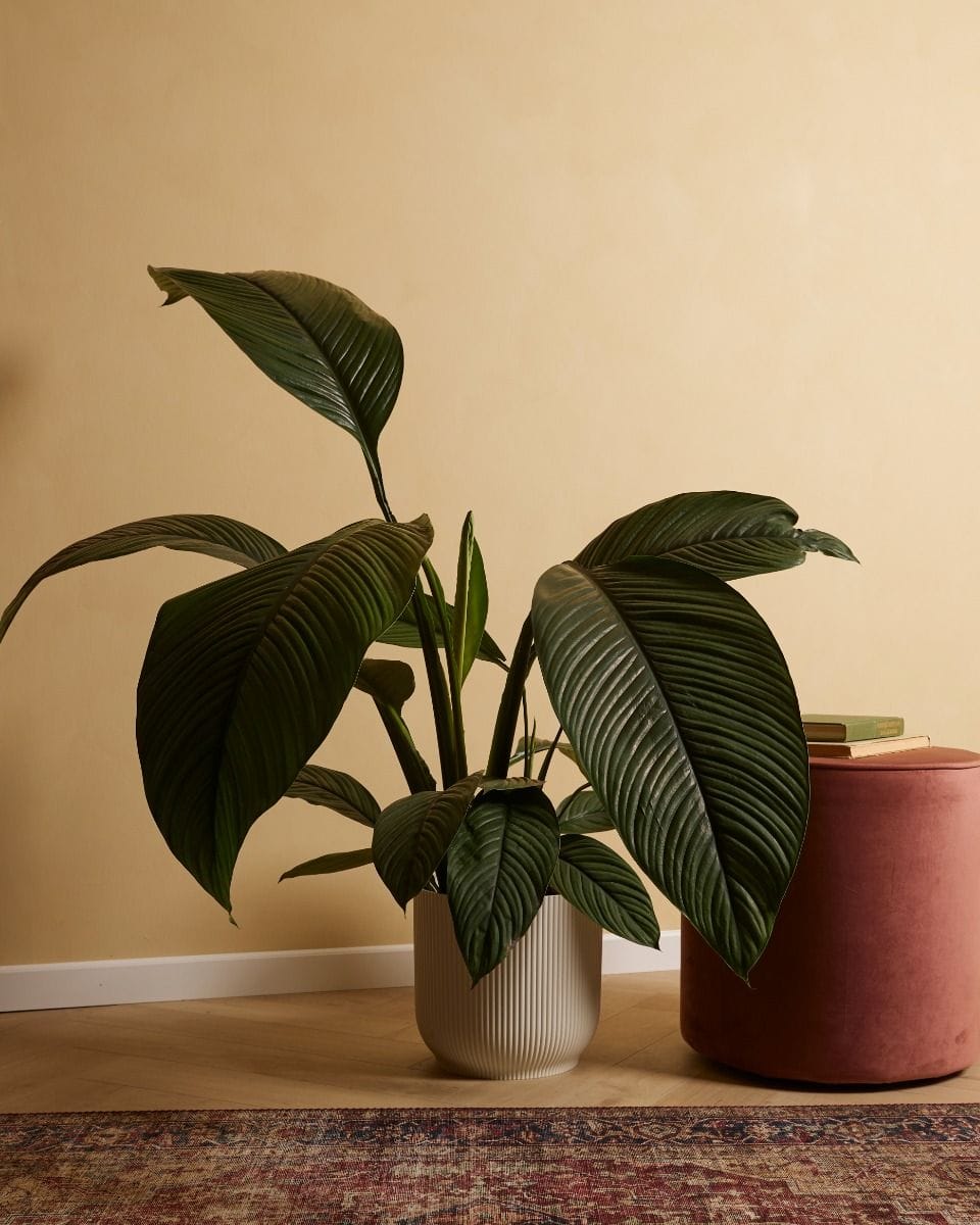 Spathiphyllum Peace lily Sensation