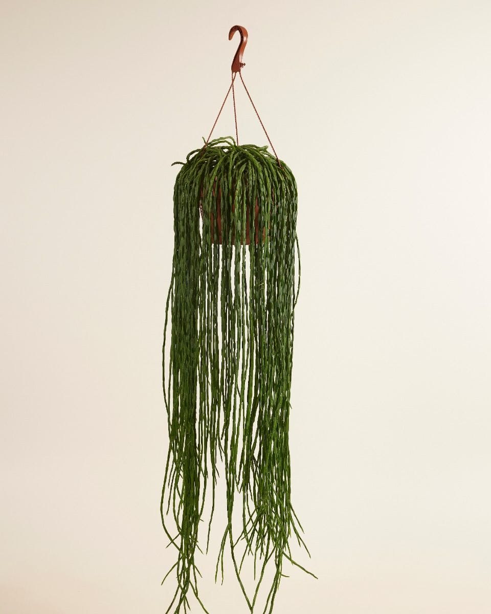 Rhipsalis Fishbone cactus Paradoxa Minor
