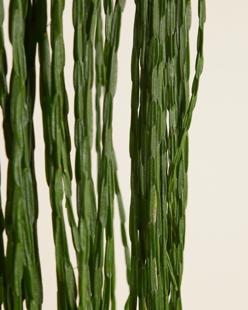 Rhipsalis Fishbone cactus Paradoxa Minor