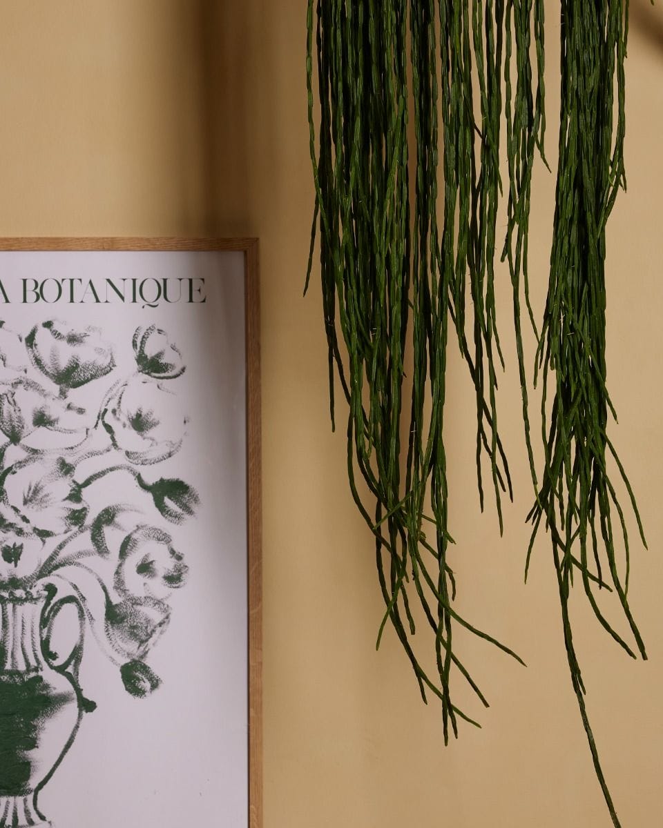 Rhipsalis Fishbone cactus Paradoxa Minor