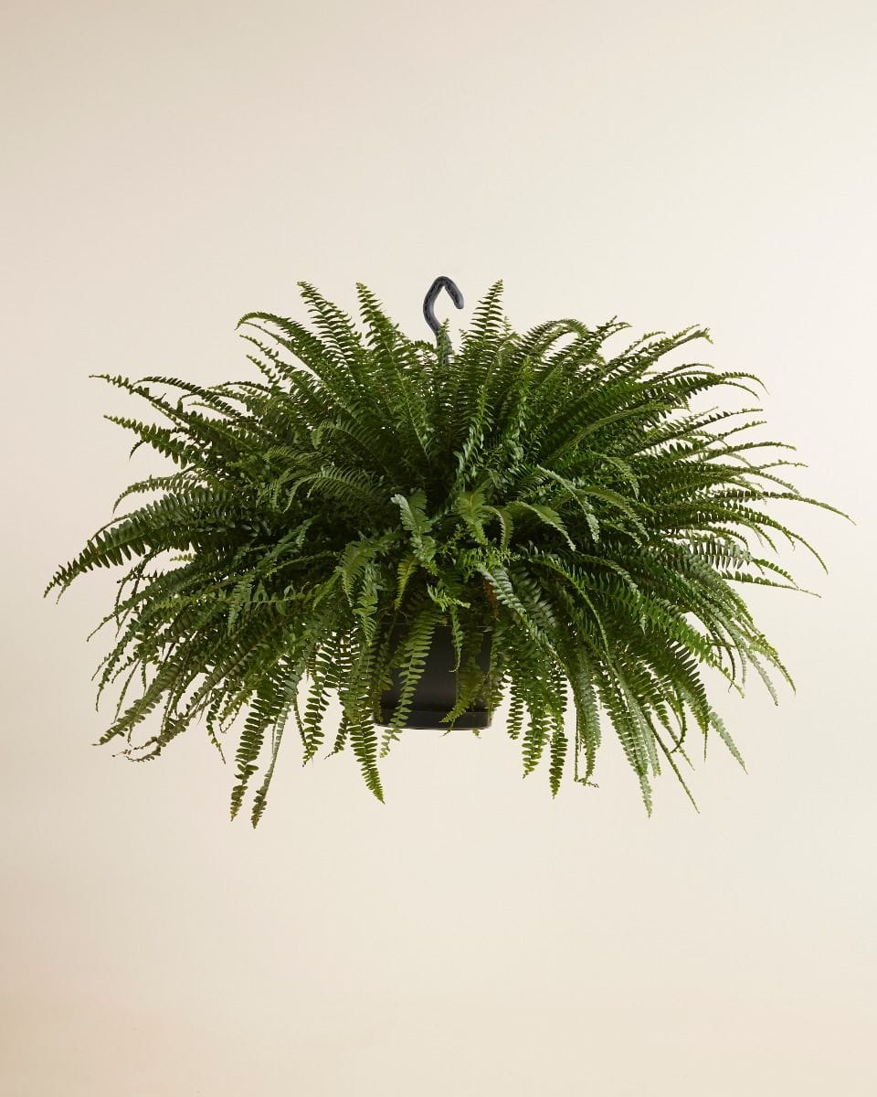 Nephrolepis Schwertfarn Exaltata Green Lady