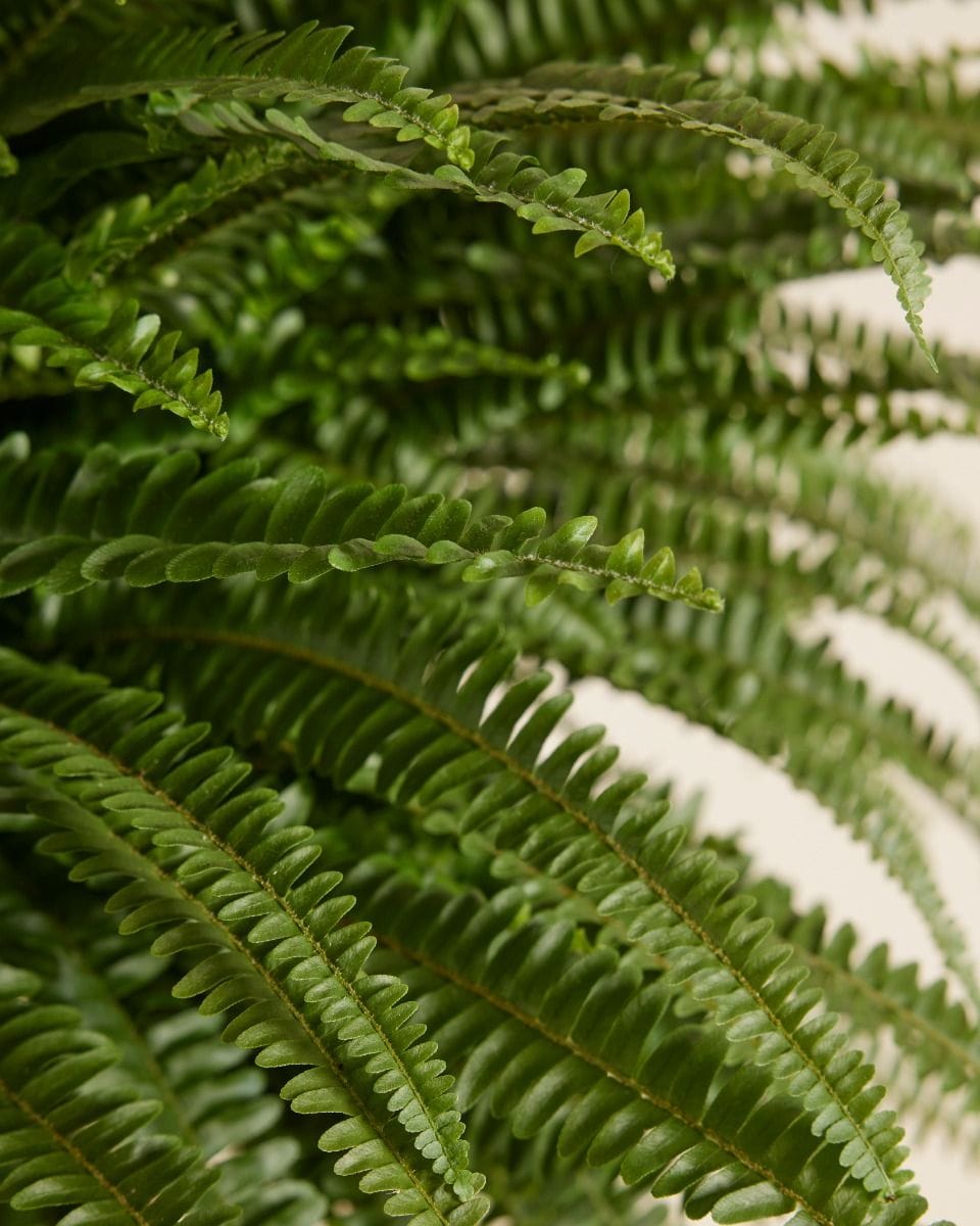 Nephrolepis Schwertfarn Exaltata Green Lady
