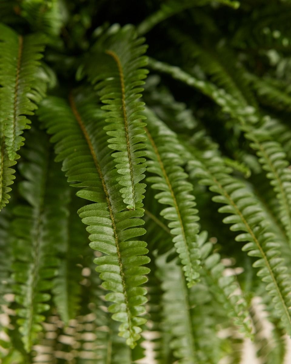 Nephrolepis Schwertfarn Exaltata Green Lady