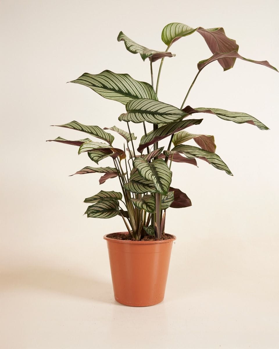 Calathea Plante paon White Star