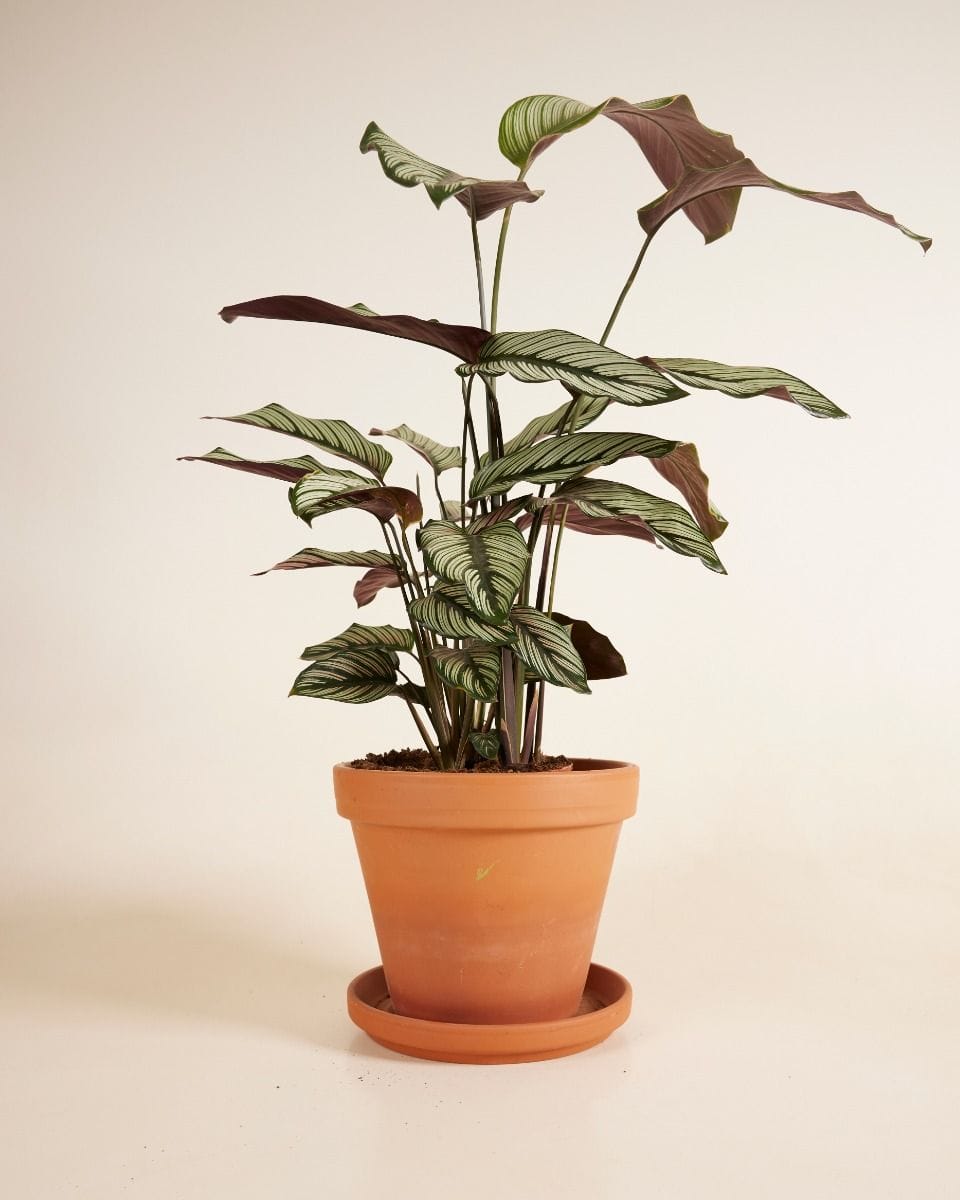 Calathea Plante paon White Star