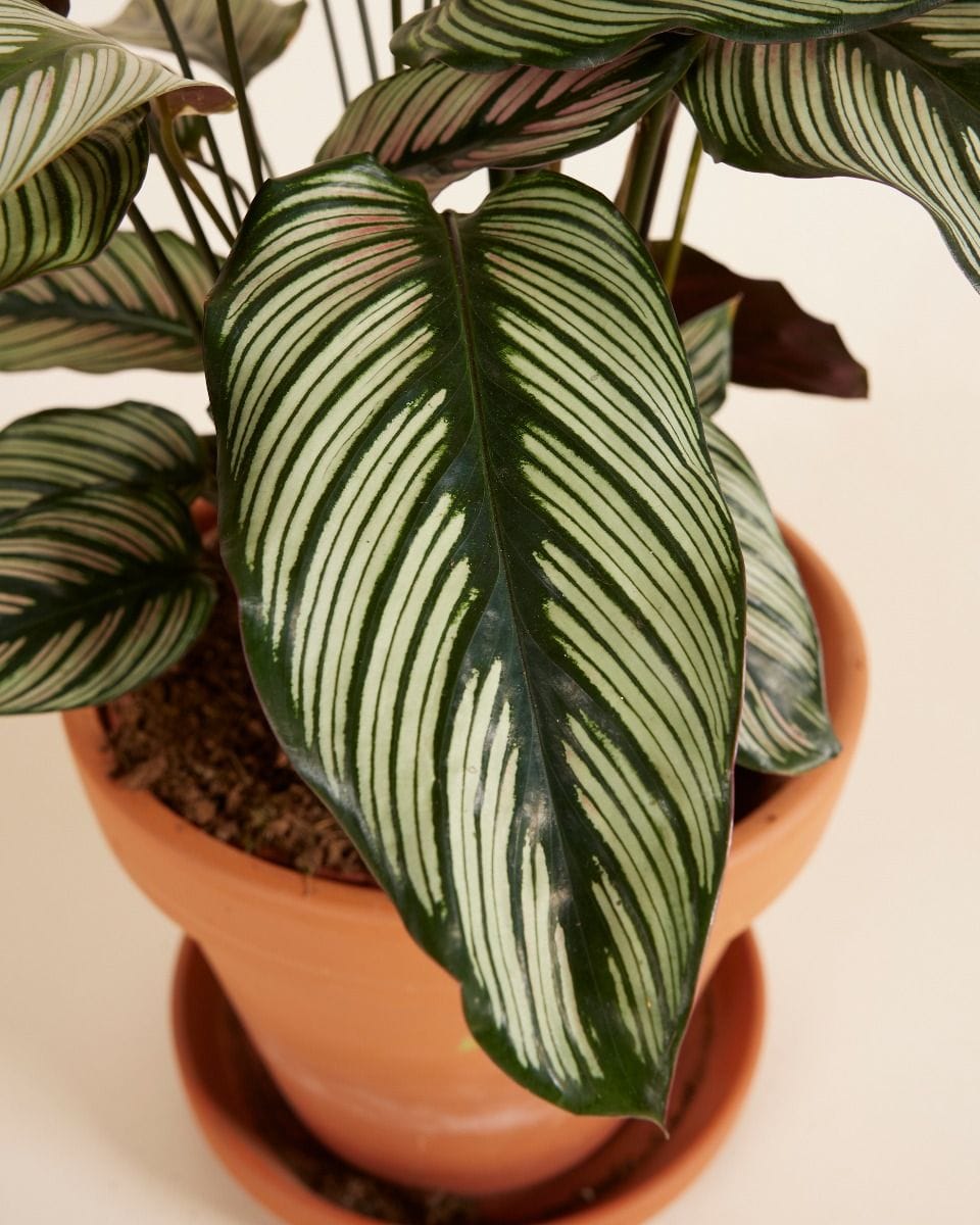 Calathea Plante paon White Star