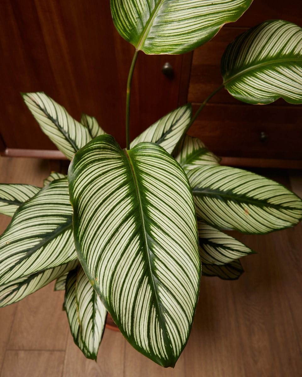 Calathea Plante paon White Star