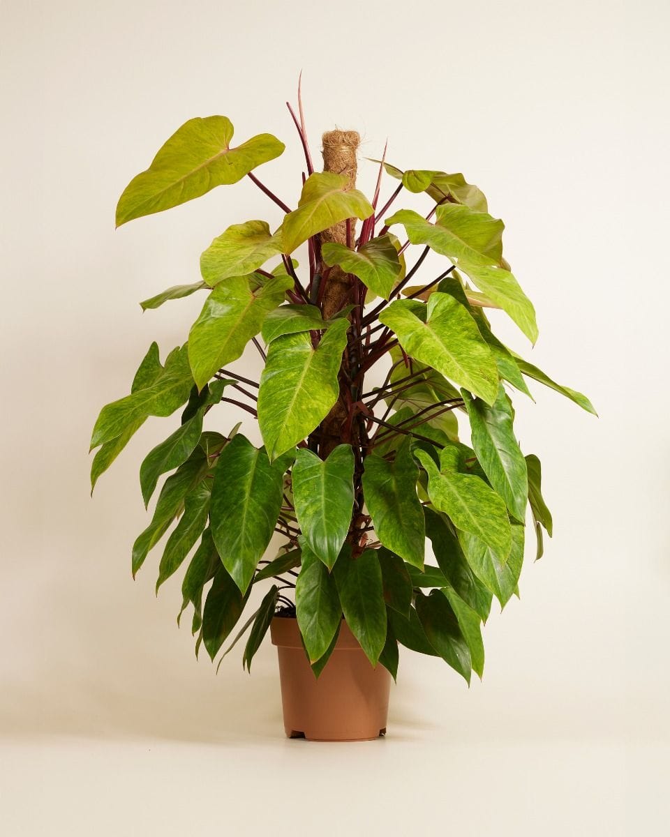 Philodendron Painted Lady