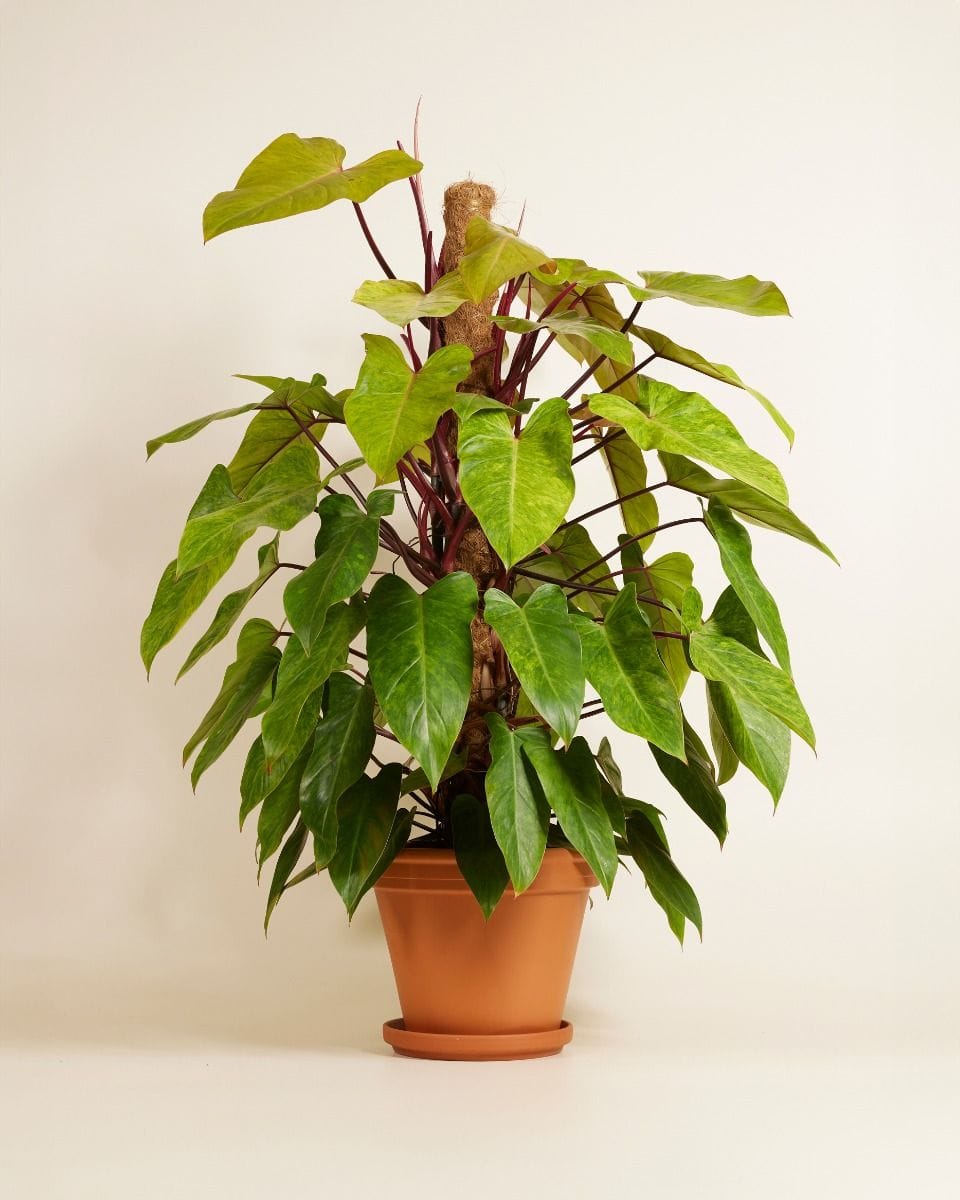Philodendron Painted Lady