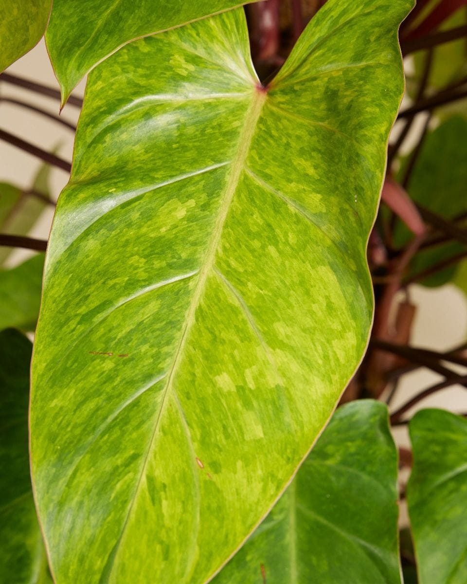 Philodendron Painted Lady